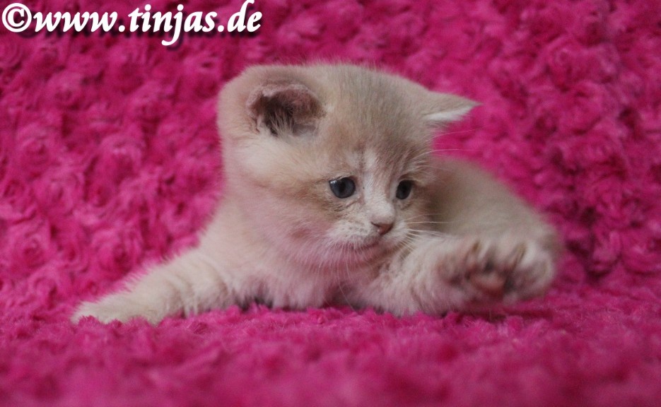 Britisch Langhaar Katzenbaby fawn golden shaded</A>